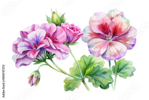 Foto Garden Geranium Watercolor Flower, Classic Botanical Illustration Isolated on Wh