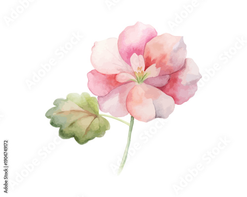 Watercolor Geranium Flower Painting, Garden Botanical Element, vector illustration isolated on white background