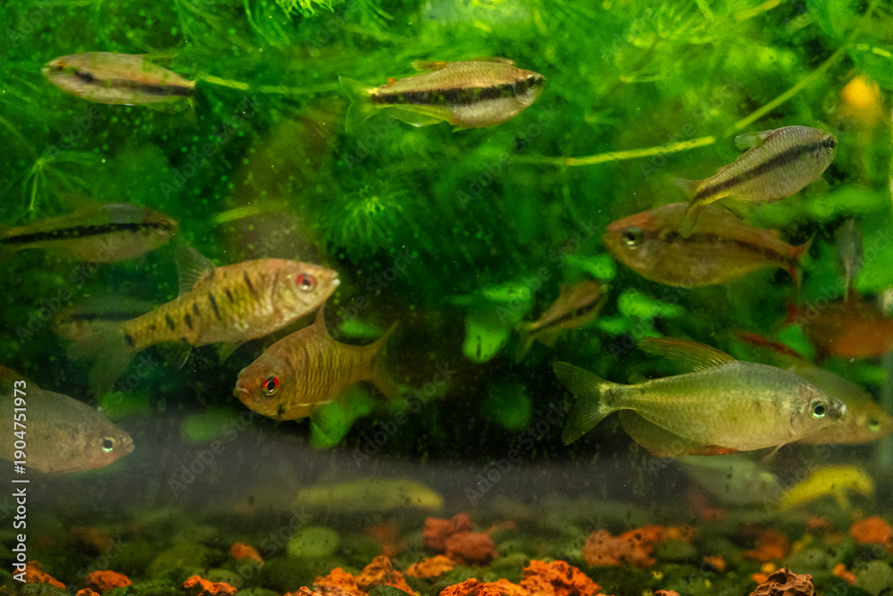 Fototapeta premium Underwater Aquarium with Diverse Fish Species