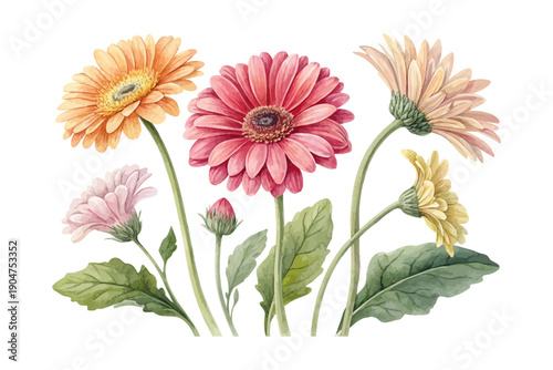 Obraz na płótnie Watercolor Gerbera Daisy Flower Clipart, Colorful Botanical Artwork, vector illu