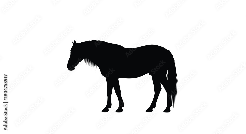 Fototapeta premium Black horse standing in profile against a white background silhouette
