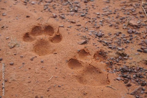 Animal Paw Prints in Red Desert Sand, Nature Background Texture