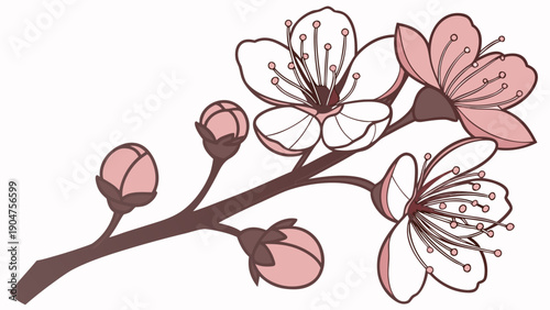 Elegant cherry blossom branch with pink and white flowers and buds in a minimalist style