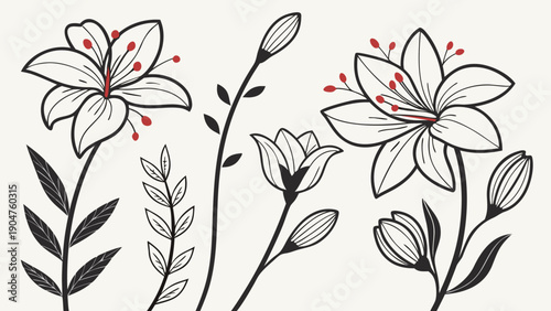 Elegant hand-drawn lily flowers with red pollen accents on a plain light background