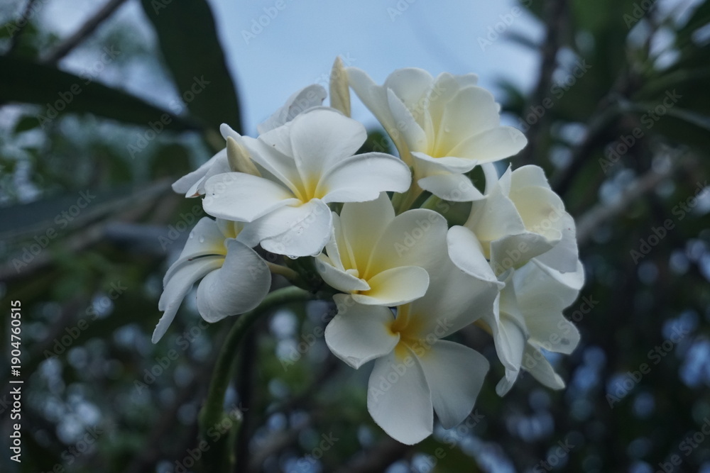 Fototapeta premium Vibrant White Frangipani: Tropical Flowers in Bloom