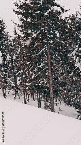snow covered trees