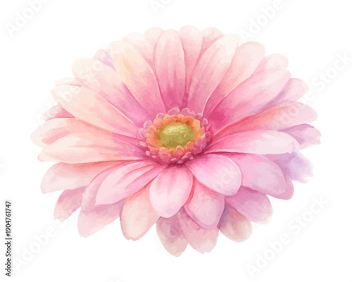 Photos Watercolor Pink Gerbera Bloom, Vibrant Daisy Floral Vector Illustration Isolated