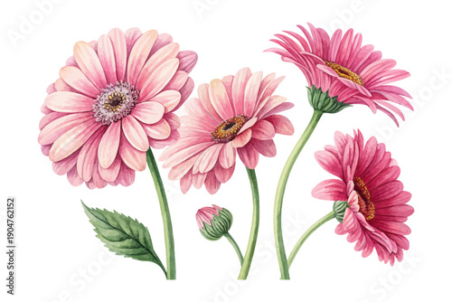 Quadro em tela Watercolor Pink Gerbera Bloom, Vibrant Daisy Floral Vector Illustration Isolated