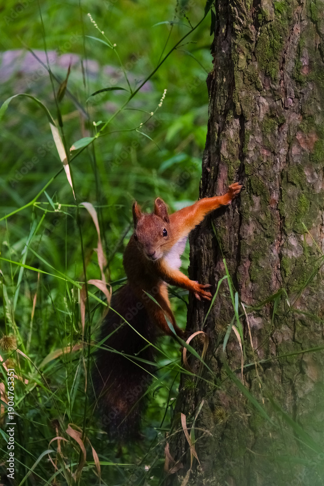 Fototapeta premium A baby squirrel in greenery at the base of a tree trunk