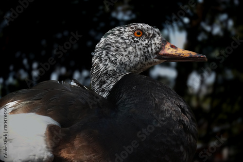 Photography Close-Up Portrait of an Endangered White-winged Duck
