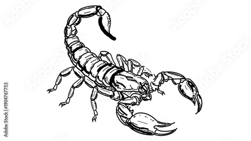 A black and white vector illustration of a scorpion with a curved tail and claws