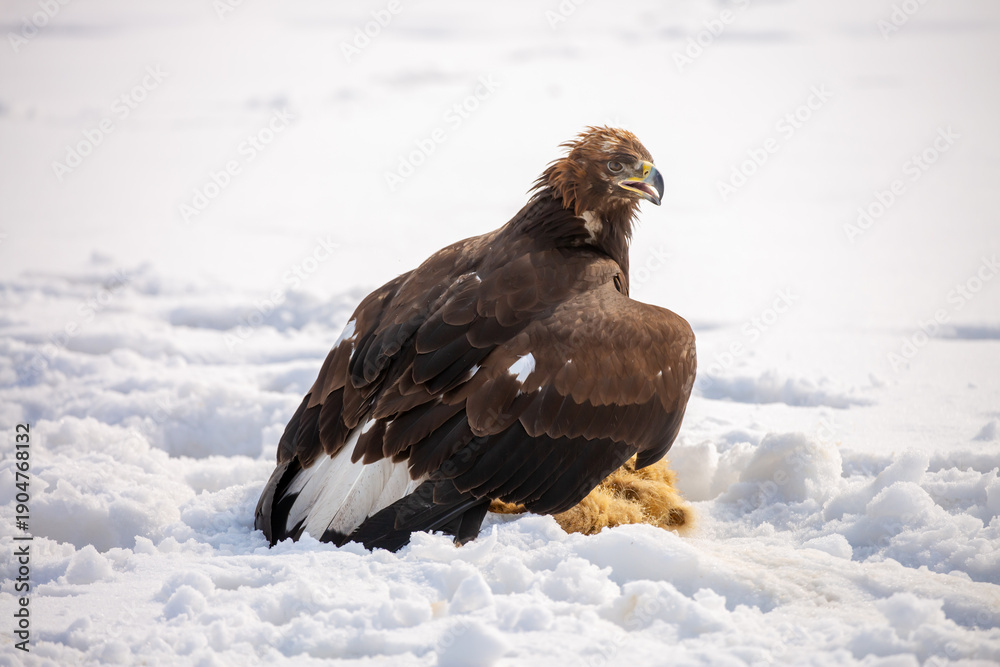 Obraz premium A large eagle caught a fox against a backdrop of snow. A bird of prey hunts its prey. A golden eagle sits in the snow, clinging to its prey. Falconry. A national tradition of Asia. Berkutchi,
