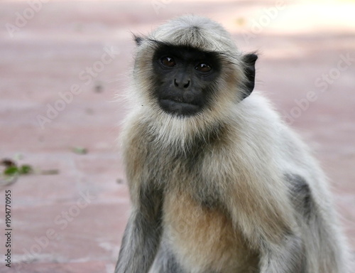 Photography portrait of Hanuman Langur monkey in Mandore Garden, rajasthan, india