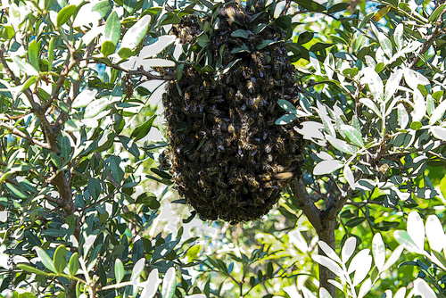 Konstfotografi enxame de abelhas de mel