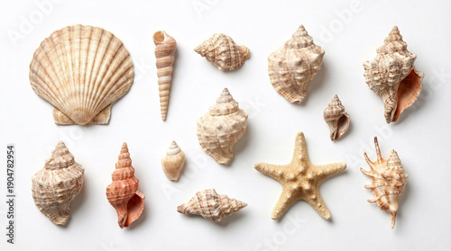 Collection of sea shells and starfish isolated on white background, marine life and beach concept