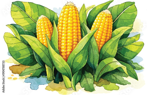 Fresh Corn Cobs with Green Leaves Illustration
