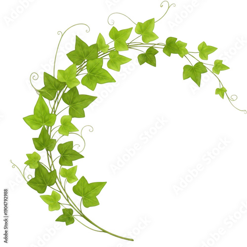 Green ivy leaves and vines forming a circular wreath shape on white background transparent background