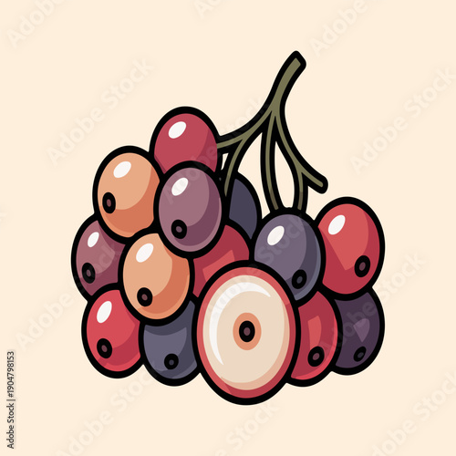 Bignay Fruit Vector Illustration of Tropical Berries Cluster with Sliced Antidesma Bunius