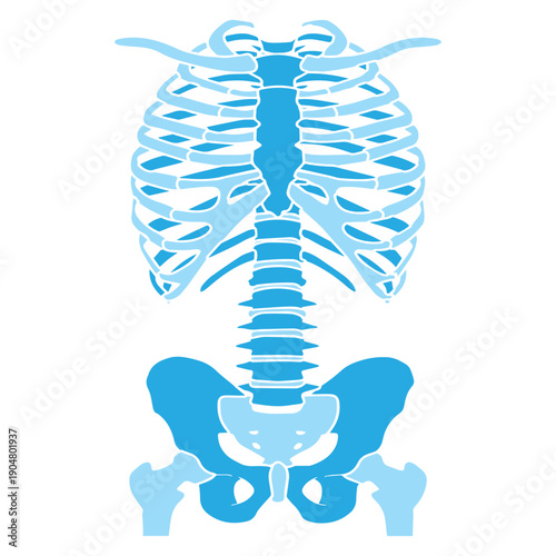 Ribcage and Pelvis Skeleton