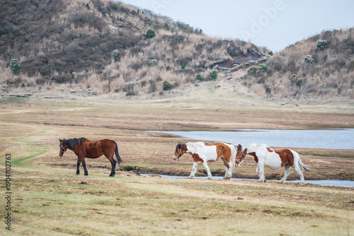 Photos 3 horses on meadow at Aso Kuju National Park, Kumamoto
