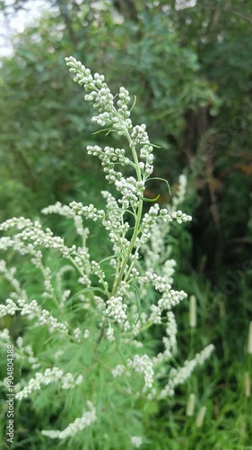 Common Mugwort Flowers in Wild Field — Ecological Study Background for Films, Education