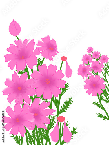 Bright Pink Cosmos Flowers Illustration on White Background
