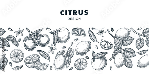 Seamless horizontal background with lemon, orange, grapefruit, lime. Citrus tropical fruits vector sketch illustration