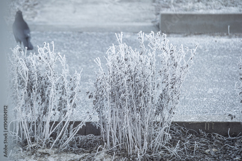 Frost-covered dry bushes on a cold winter day