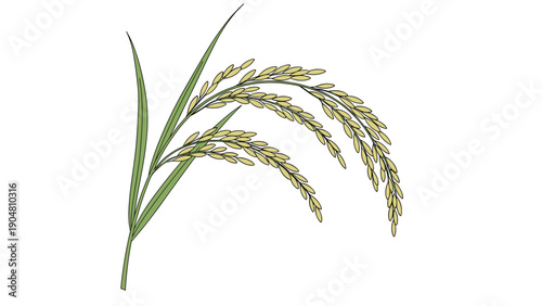 Elegant stalks of ripening rice plants with golden grains are shown against a plain white background in a nature scene.