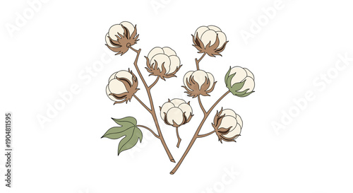 Illustration of several natural cotton plant branches with fluffy white bolls and green leaves, symbolizing purity and