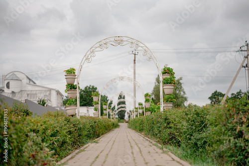 Pedestrian alley with decorative arches, hanging geraniums in flower pots, and trimmed shrubs. Krasnaya Street, Biryuch, Belgorod Region, Russia