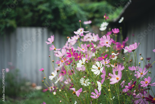 Joyful white purple  pink flowering ornamental plants in green summer garden by fence