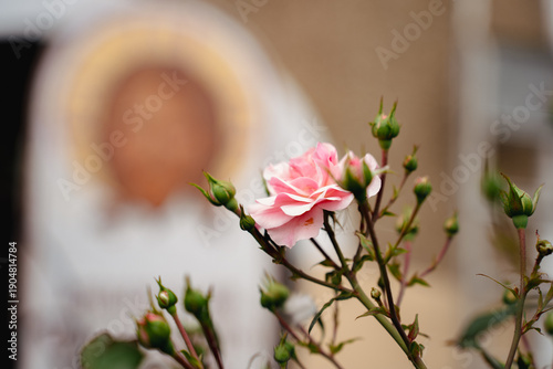 Delicate pink rose flower on twig with buds, blurred background with Christ the Savior