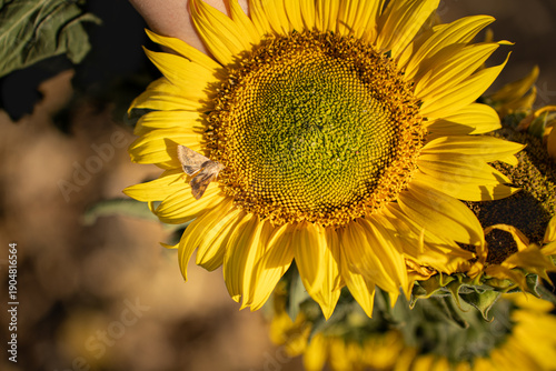 Summer yellow green blooming sunflower and brown butterfly in sunlight, close-up