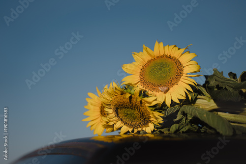 Summer bouquet of yellow blooming sunflowers in sunlight lies on blue sky background, copy space