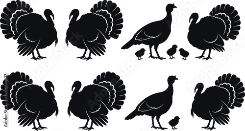 Turkey silhouette illustration set featuring wild turkey hen chicks and male gobbler wildlife bird vector isolated on white background