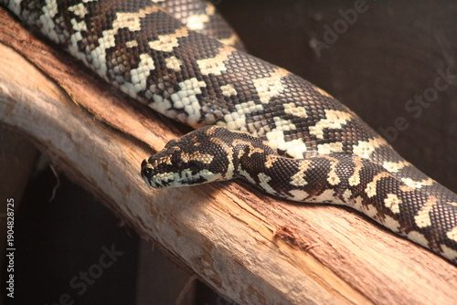 A Jungle carpet python (Morelia spilota cheynei) at a local zoo