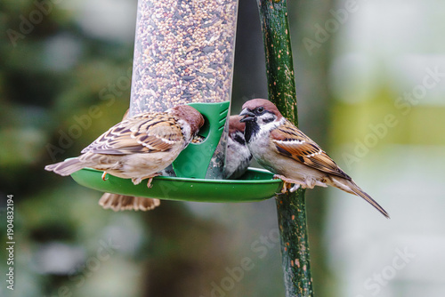 Ptaki karmiące się ziarnem przy karmniku, uchwycone w dynamicznym locie, w zimie