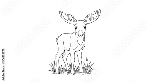 Simple black and white line drawing of a young moose with small antlers standing in a small patch of grass on a white background.
