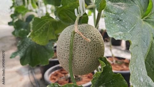 Fresh green melon in greenhouse