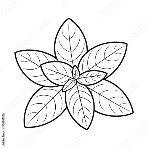 A detailed line drawing of a five petaled floral blossom