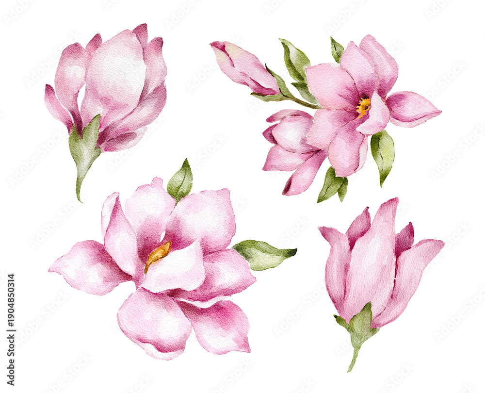 Obraz premium magnolia flower set with pink blossoms and green leaves , shown as separate elements. Watercolor illustration for wedding invitations, greeting cards, postcards, packaging labels or floral prints.