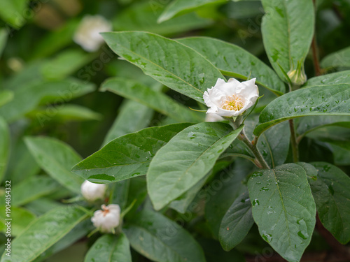Auf der Nahaufnahme ist eine Blüte der Gemeine Mispe (Mespilus germanica) zu sehen.