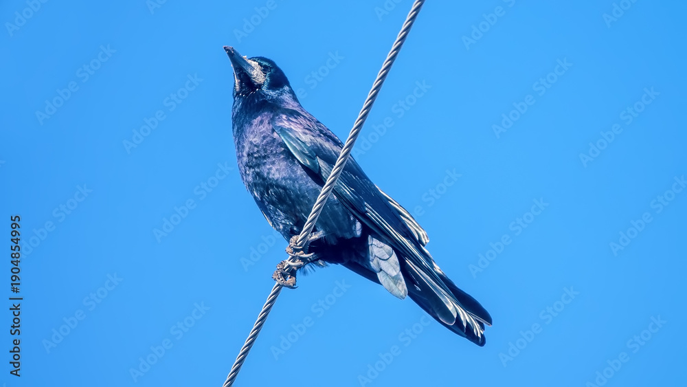 Naklejka premium A rook is sitting on an electric pole