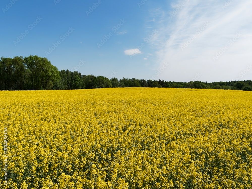Fototapeta premium Spring landscape with rapeseed nad blue sky