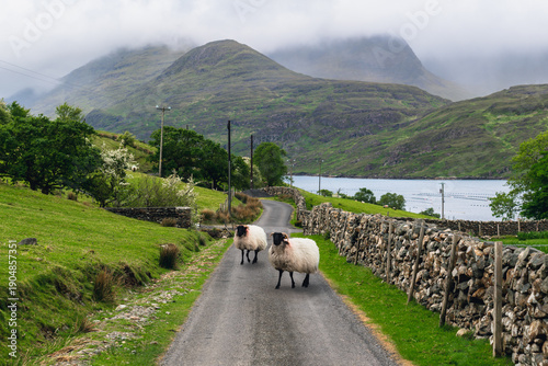Foto Two sheep wander down a narrow, winding road in Rosroe, Ireland, surrounded by the rugged, mist-covered mountains of Connemara and the calm waters of Killary Harbour