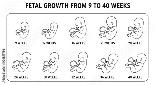 Fetal growth from 9 to 40 weeks timeline showing human embryo development stages in pregnancy medical infographic with line art style