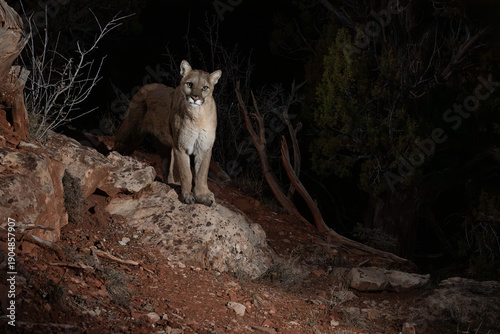 A wild mountain lion stands on a boulder on a wildlife trail in the mountains of Southern Utah at night looking to the right of the camera as it's picture is taken with a remote camera trap. 
