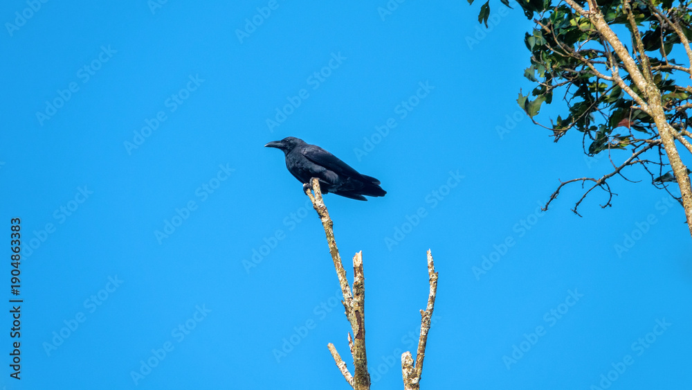 Fototapeta premium Probably jungle crow (Corvus macrorhynchos) from Borneo