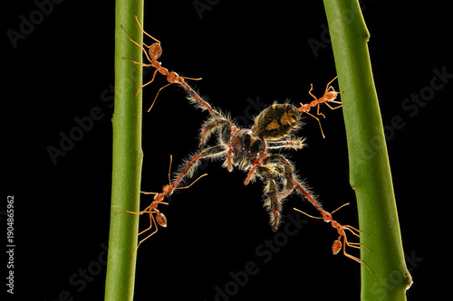 four ants preying on a spider on a green branch